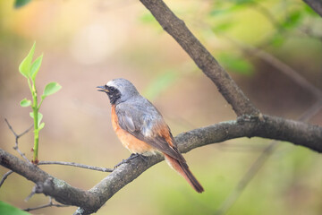 small redstart bird sits on a branch, close-up