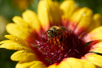 bee on a flower