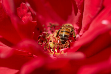 bee on flower