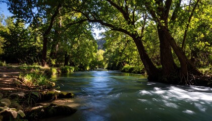 Fototapeta premium A tranquil forest stream