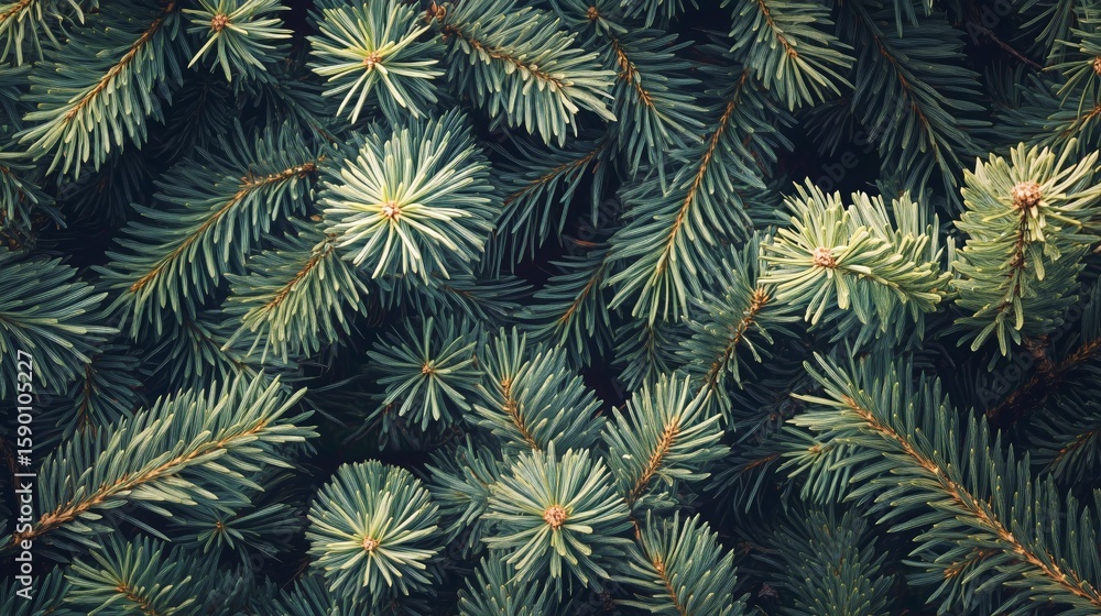 Poster lush green pine branches create a textured backdrop in a tranquil forest setting