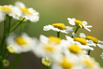 daisies in the garden