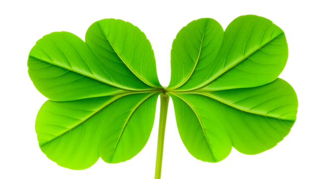 A vibrant green fourleaf clover isolated on a transparent background