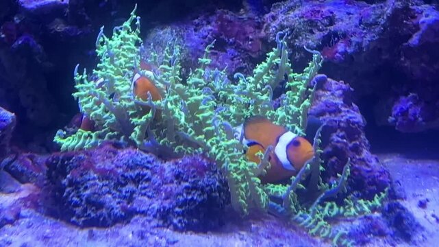 Clownfish swimming near green anemone in aquarium