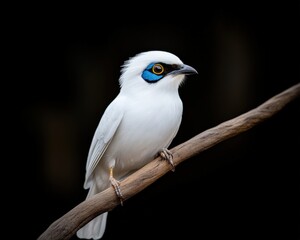 A striking white Bali myna bird with bright blue facial markings perches on a branch against a dark background.