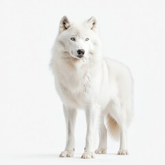 Obraz premium A majestic white Arctic wolf stands alert against a stark white background, showcasing its thick fur and piercing eyes.