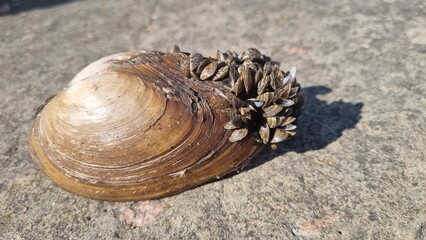 Mollusks living on mollusks 