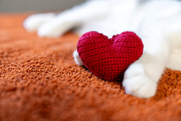 Red knitted heart in the paws of a cat. a gray and black fluffy cat for Valentine's Day or...