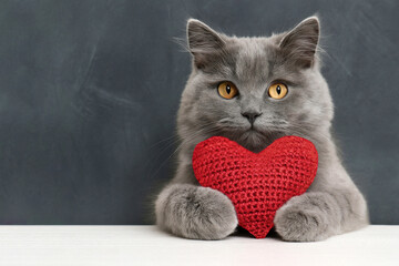 Red knitted heart in the paws of a cat. a gray and black fluffy cat for Valentine's Day or postcard. Textured background with a cat. copy space. Valentine valentine's day, lovers day, love concept
