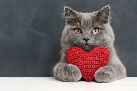Red knitted heart in the paws of a cat. a gray and black fluffy cat for Valentine's Day or postcard. Textured background with a cat. copy space. Valentine valentine's day, lovers day, love concept