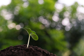 homegrown vegetable sprout growing with bokeh light background
