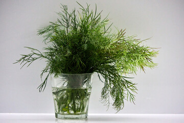 A vibrant bunch of fresh green dill in a transparent glass with water on a white surface against a...