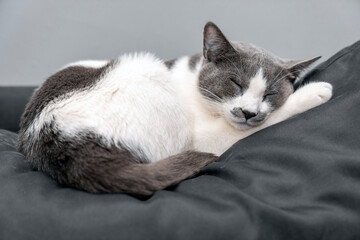 a gray and white cat sleeping, resting, relaxing on top of a bed, sofa or pillow. Cat sleep calm...