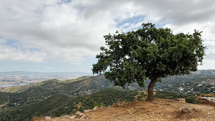 Majestic Lone Tree Standing on a Hill Overlooking the Scenic Landscape of Barcelona, Framed by...