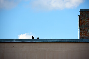 Two pigeons perching on the edge of a roof with a chimney and a cloudy blue sky in the background...