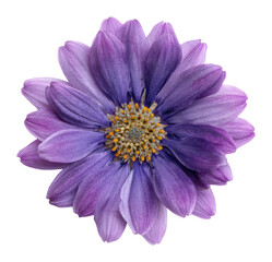 Obraz premium PNG Real lavender violet flower purple petals.