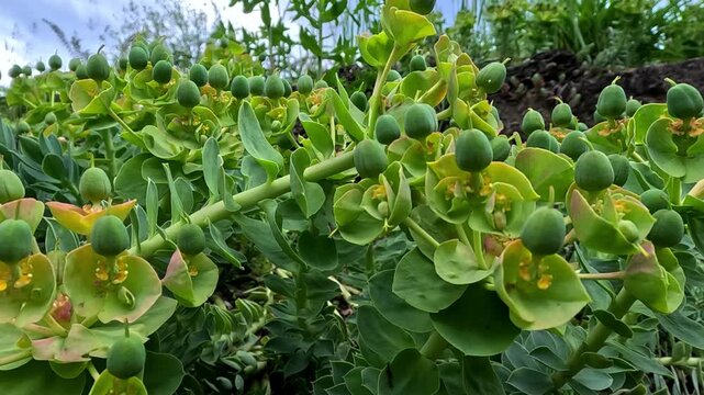 Euphorbia myrsinites, old flowers with round seed boxes herbaceous ornamental spurge in the garden
