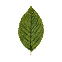 Obraz premium Macro-Style Halftone Engraving of an Ash Leaf Showing Intricate Vein Network in Dense Dot Texture, Vintage Scientific Illustration on Rich Black Background