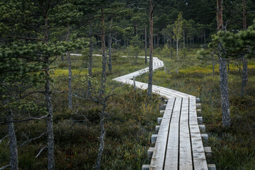 A narrow wooden boardwalk winds through a dense forest and marshy terrain, offering a tranquil...