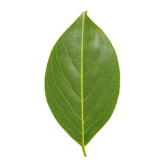 Obraz premium Vintage Halftone Engraving of an Avocado Leaf with Matte Surface and Subtle Left Tilt, Dense Stipple Texture on Deep Black Background