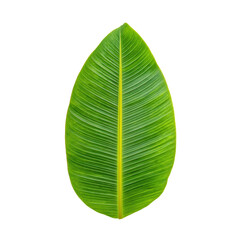 Vintage Halftone Engraving of a Vibrant Banana Leaf Angled View, Smooth Surface Rendered with Dense Dots, Retro Botanical Illustration on Black