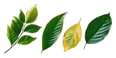 Obraz premium Halftone Engraving of Cherry, Plum and Peach Leaves Fan Composition, Mixed Stone-Fruit Blades Rendered in Fine Dotwork, Vintage Botanical Art on Black Background