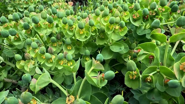 Euphorbia myrsinites, old flowers with round seed boxes herbaceous ornamental spurge