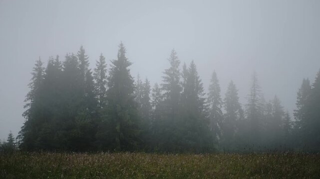 A cluster of coniferous trees stands quietly in thick fog. Mist envelops the landscape, creating a calm, mysterious forest atmosphere on a cold, overcast day.