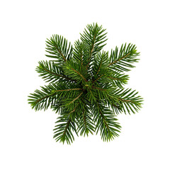 Vintage Halftone Engraving of Fir Needle Cluster Angled View Sharp Evergreen Blades Shaded with Dots Retro Art