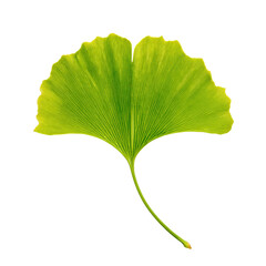 Fototapeta premium Vintage Halftone Engraving of Ginkgo Leaf Angled Perspective Elegant Fan Shape Shaded with Dots Retro Botanical Art