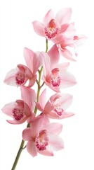 Enchanted Forest Pink Orchid Postcard. A magical and detailed design for invitations or special messages.