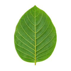 Obraz premium Halftone Engraving of Centered Guava Leaf Front View Symmetrical Blade Rendered in Dense Dotwork Vintage Illustration