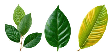 Halftone Engraving of Guava Mango and Avocado Leaves Fan Arrangement Mixed Tropical Foliage in Dense Dotwork on Black Background