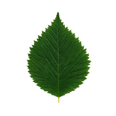 Fototapeta premium Halftone Engraving of Hazelnut Leaf Front View Serrated Margin Rendered in Dense Dot Pattern Vintage Botanical Illustration