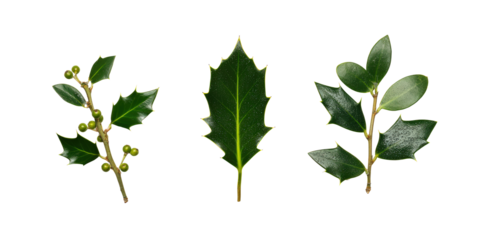 Halftone Engraving of Holly Ivy and Mistletoe Leaves Cluster Festive Foliage Rendered in Dense Dot Pattern on Black Background