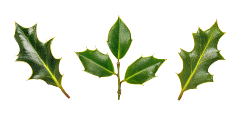 Halftone Engraving of Holly Ivy and Mistletoe Leaves Overlap Festive Botanicals Illustrated with Precise Stipple Classic Art