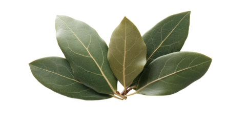 Laurel Olive Bay Leaf Trio with Mixed Greens and Aromatic Culinary Texture Captured Cleanly, Isolated