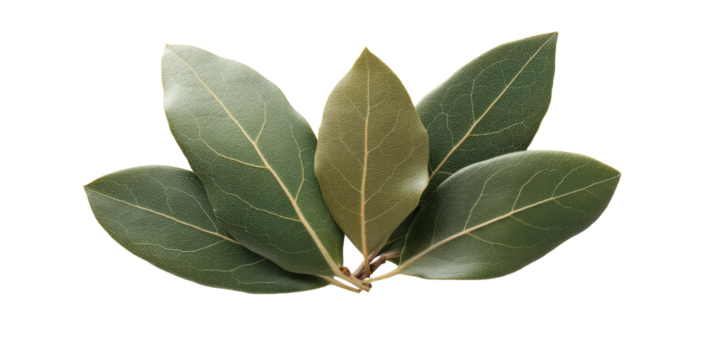 Laurel Olive Bay Leaf Trio with Mixed Greens and Aromatic Culinary Texture Captured Cleanly, Isolated