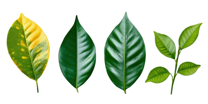 Citrus Leaves Cluster Featuring Matte Lime and Gloss Emerald Highlights Ideal for Drink Packaging, with Transparent Background