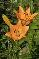 Lily (lat. Lilium) blooms in the garden. Lily - the genus of plants of the family of Lily (Liliaceae).