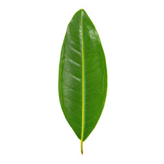 Obraz premium Single Mango Leaf with Polished Emerald Finish and Subtle Vein Network, with Transparent Background