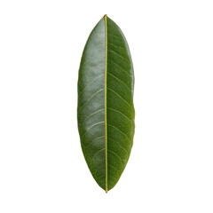 Obraz premium Mango Leaf Centered Showing Gentle Taper and Bright Tropical Midrib Line, Isolated