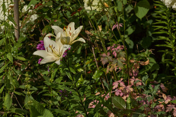 Lily (lat. Lilium) blooms in the garden. Lily - the genus of plants of the family of Lily (Liliaceae).