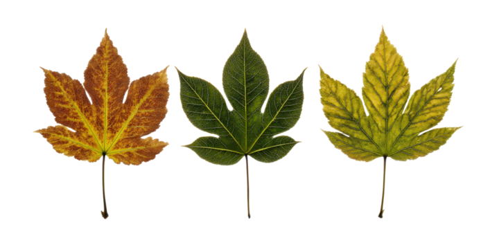 Chestnut Oak Maple Mix Displaying Varied Lobes and Fall Craft Uses, Isolated