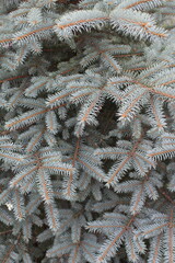 frost on pine needles