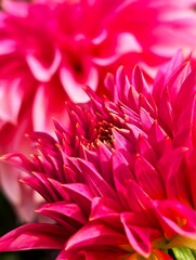 Dahlia 6
