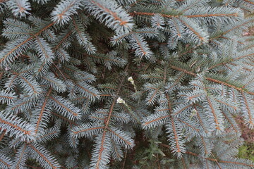 close up of pine needles