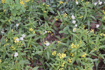 green and yellow flowers