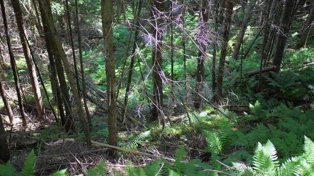 Dense forest growing on a steep mountain slope. Tall trees rooted in rugged terrain, captured on a sunny day with visible depth and dramatic incline.