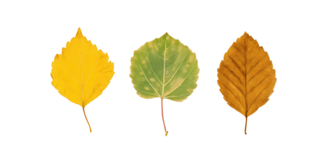 Woodland Leaf Mix Sycamore Aspen Beech for Nature Graphics, with Transparent Background